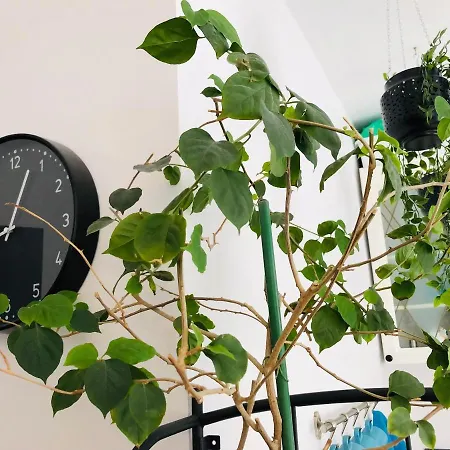 Piano W Sercu Starego Miasta 그단스크